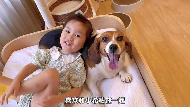 一只退休比格实验犬进入家庭后的蜕变