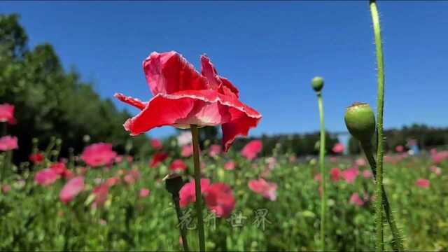 《飞雪迎春》(李昌明词,田晓耕曲,曹芙嘉演唱)