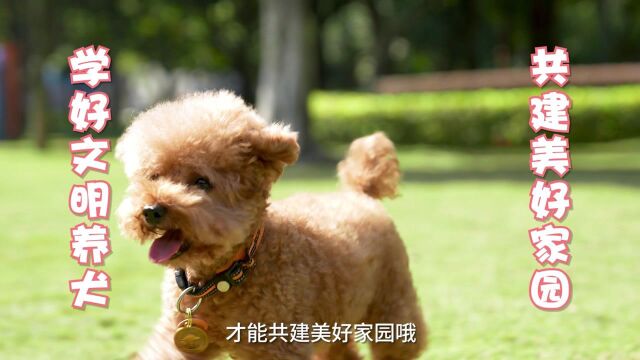 狗狗问题大合集