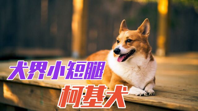 小短腿威尔士柯基犬