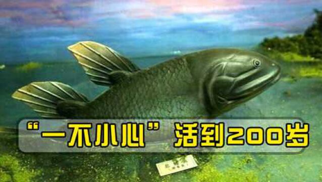 最长寿的脊椎动物,“一不小心”活到200岁,人类能获得长寿秘诀吗?