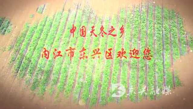 道地药材——内江天冬