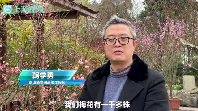 南山植物园红梅花开 带来2022年第一缕春的气息