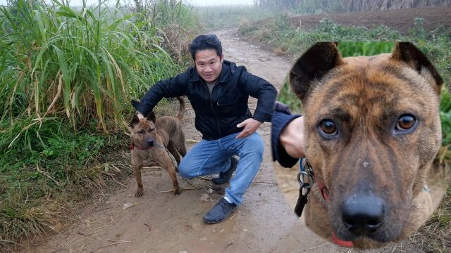 又在小山村发现极品虎斑狗,这狗各方面都很不错,没有缺点