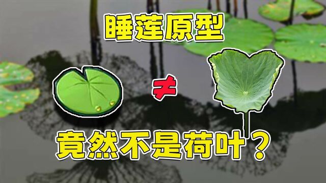 PVZ里睡莲的原型不是荷叶?这种植物甚至放进水里可以当船