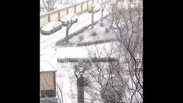 下雪啦丨济南又见雪花飘