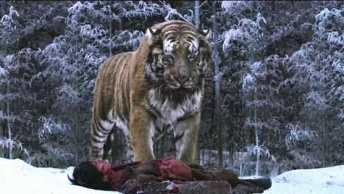 猎人儿子被野狼叼走，老虎把尸体抢了回来，叼回给猎人！