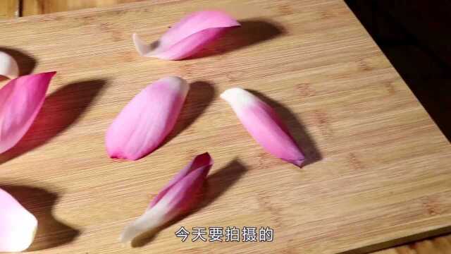 怎么在家里拍荷花的花瓣