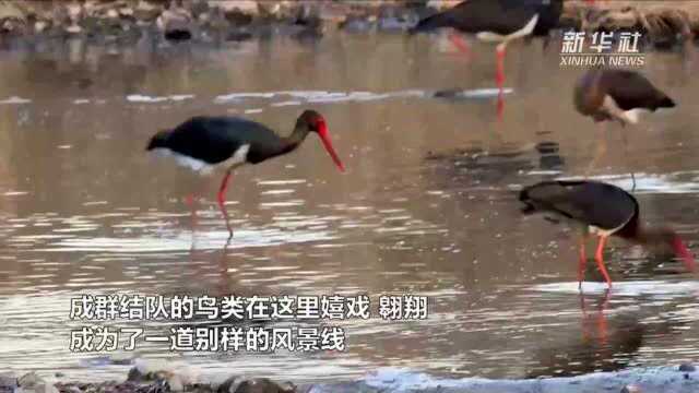 山西长治:漳泽湖国家城市湿地公园美如画