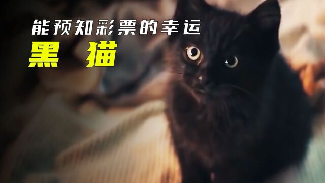 老人领养一只黑猫,它竟能预测彩票中奖号码