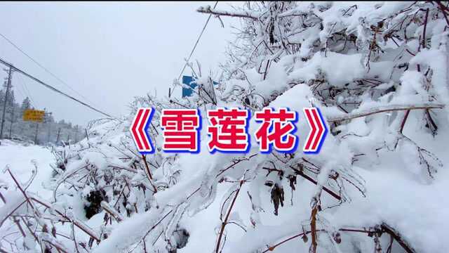 一曲《雪莲花》深情悠扬听醉了,天籁之音伴你随风走天涯!