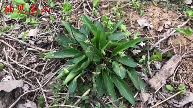 犁头草别名“紫花地丁”是个宝,有3大用途,还有人不知道?