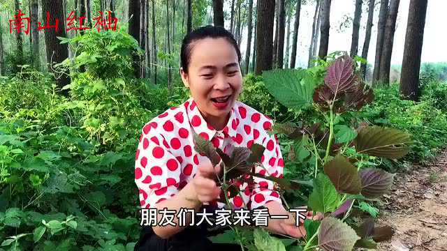 紫苏叶人称“神仙叶”,女人们的福音,解决男女不少难言之隐