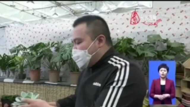 多肉品种众多,新手如何挑选“多肉植物”快来了解