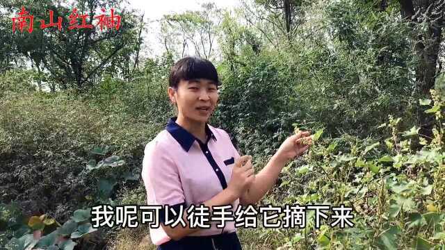 看似不起眼的苍耳子,殊不知还是宝?生活中很多人都需要它