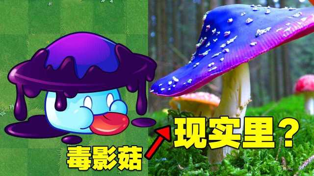 PVZ揭秘:游戏里的毒影菇在现实中长啥样?