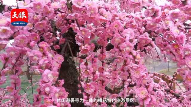 “香”约贵州湄潭 赏花经济开出“新花样”