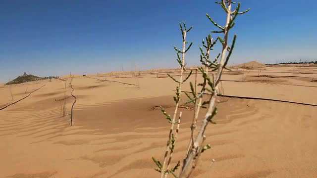 当“云植树”遇上“女神节”,和爱的人一起种棵爱心树