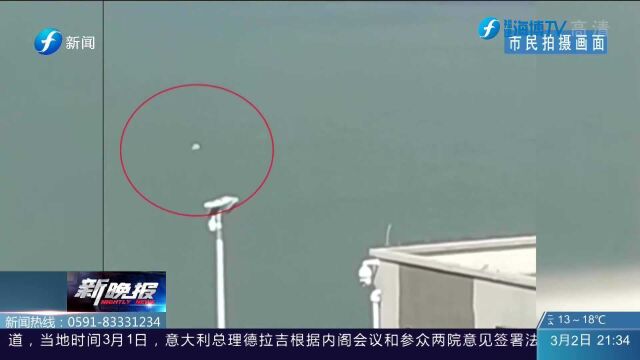 海上精灵!中华白海豚频频“现身”海沧大桥附近海域 你偶遇到了吗?