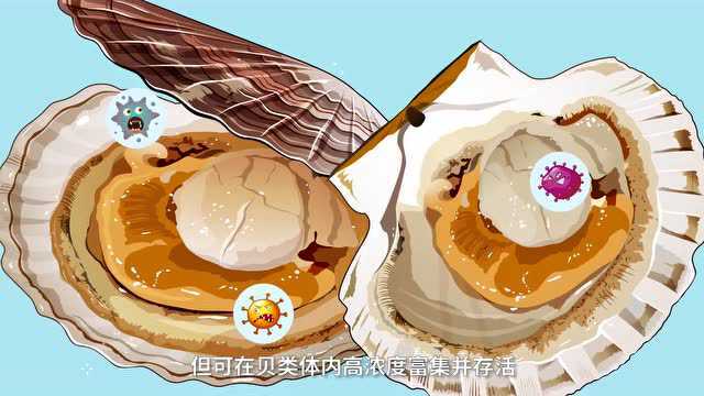 【食品安全科普短视频】贝类鲜美,安全食用要记牢