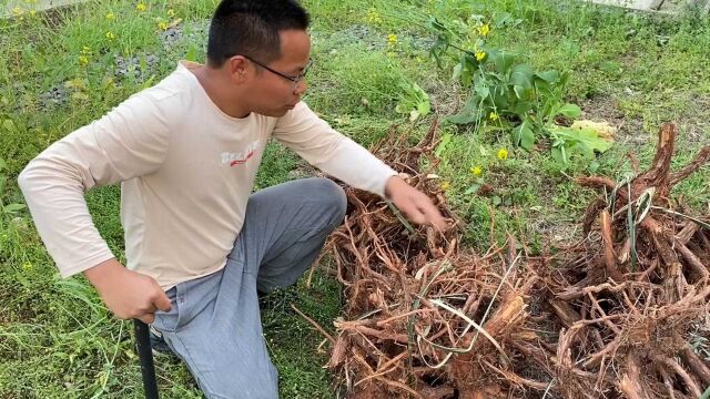 农村新型暴利行业,卖树根就能日赚300元,年轻人宁愿打工也不做