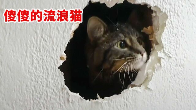 傻猫被困墙内,好心人砸墙救猫,从疯狂挣扎到躺平啊