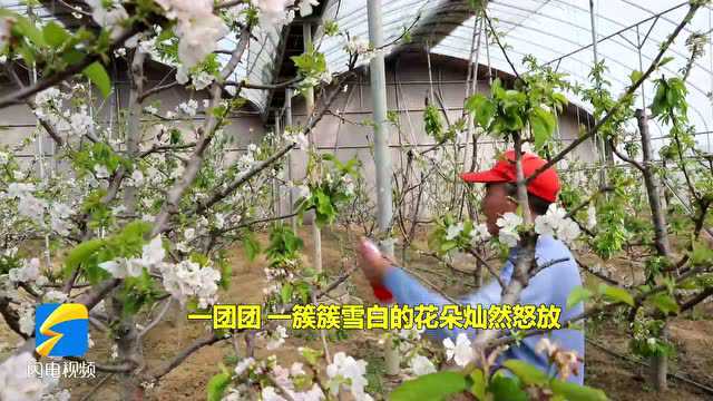 簇簇花朵灿然怒放、缀满枝头!枣庄峄城樱桃花开香满园