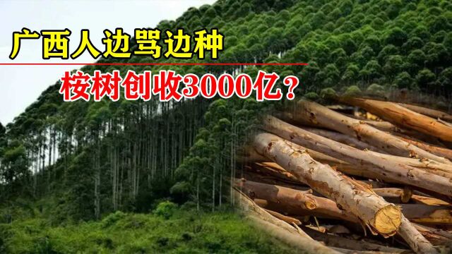 “活体抽水机”桉树,它的危害到底有多大?广西人为何边骂边种?