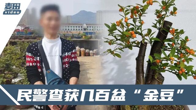 这盆栽什么来头?浙江平阳3人挖采、售卖,已经被抓了