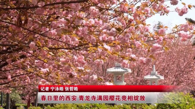 春日里的西安 青龙寺满园樱花竞相绽放