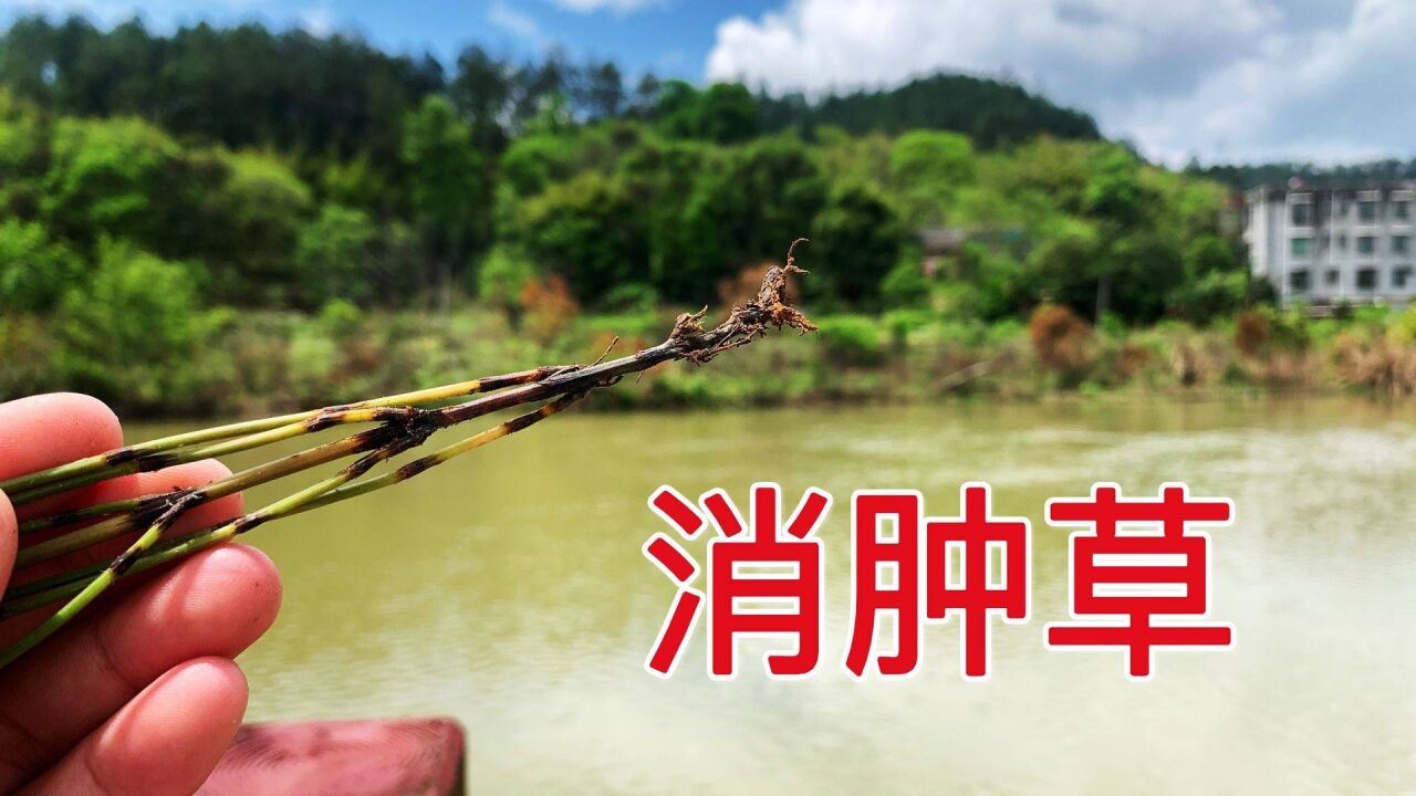 没想到这种野草,老一辈的人称为"消肿草,用途非常强大