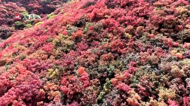 游者一卡通景区展播|(7)红叶谷生态文化旅游区