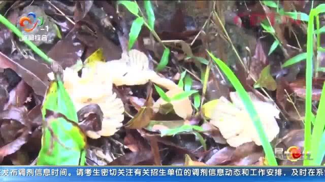 这种看起来普通的蘑菇,竟是“致命杀手”!采摘要警惕