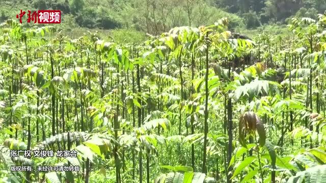 广西千亩香椿抢“鲜”上市椿芽成村民“致富草”