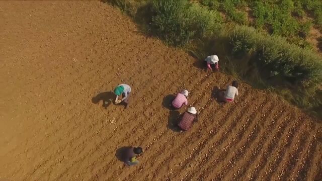 (电视通稿ⷥ›𝥆…ⷧ侤𜚩云南开远:供电“绿色通道”助力春耕生产