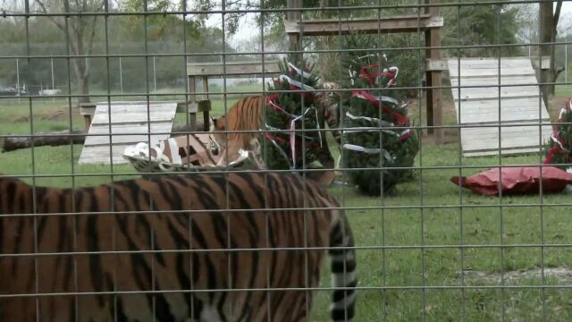 你知道狮子、老虎,豹子等凶猛的大猫叫声是啥样的吗