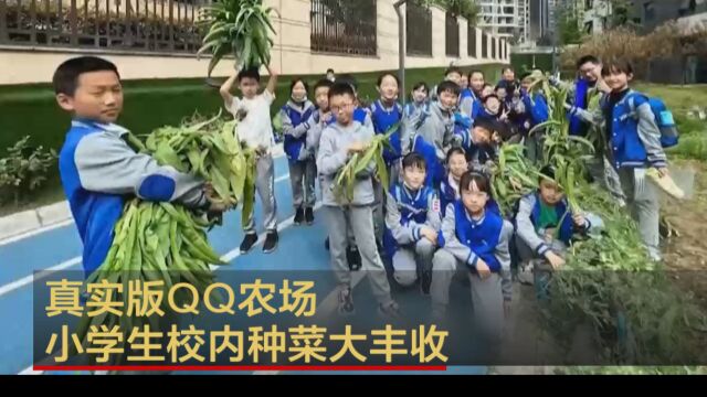 真实版QQ农场 小学生校内种菜大丰收