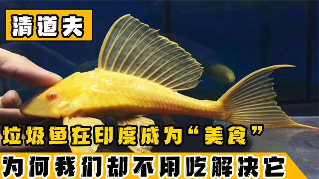 揭秘水族恶霸清道夫!泛滥成灾口味奇重,吃货解决不了的入侵生物