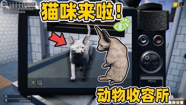 动物收容所:终于可以收容猫咪啦!猫咪刚来就给我一份大礼!