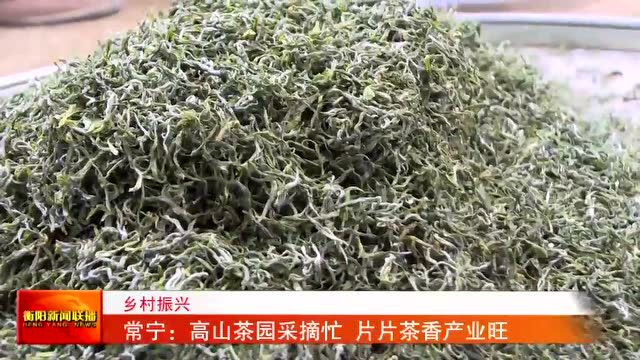 乡村振兴 常宁:高山茶园采摘忙 片片茶香产业旺