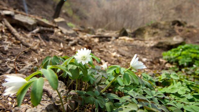 野保队员又有新发现!多被银莲花“现身”房山蒲洼