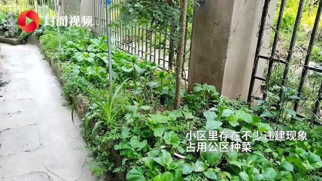 重庆协信春山台小区换物业“陷僵局”:被“罢免”物业拒撤场 业委会主张应履行行政通知