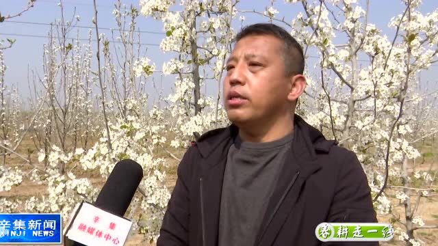 生物治虫“黑科技” 果树无虫结好果