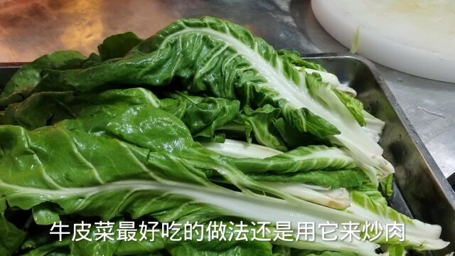 厚皮菜也称牛皮菜