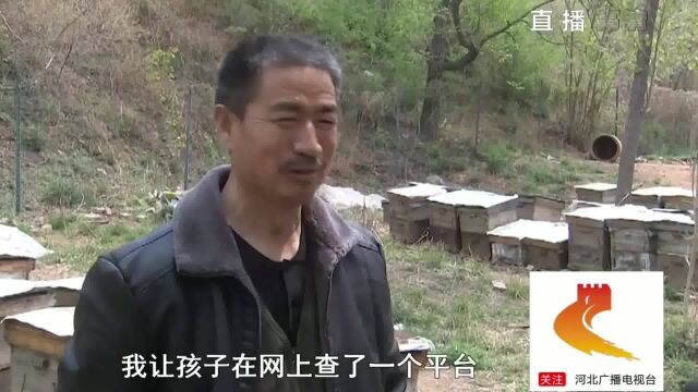 石家庄平山:两千斤蜂蜜滞销,网上售卖又被骗,现15元一斤急售