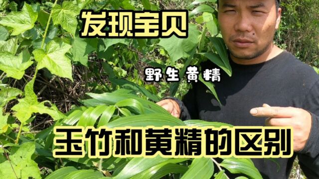 大山里发现野生黄精,玉竹和黄精傻傻分不清楚,太难了