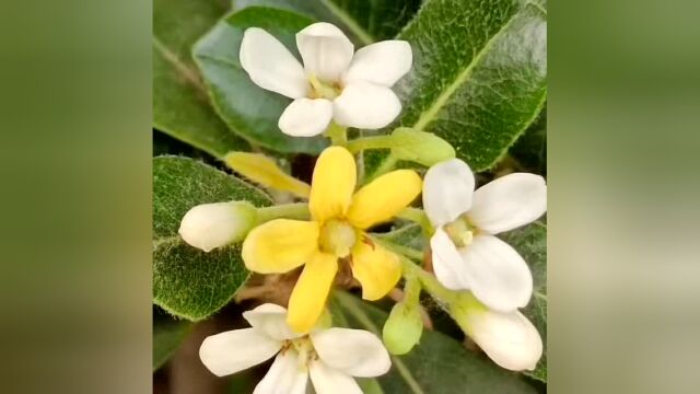 青未了/海桐花,金灿灿四溢飘香的花~