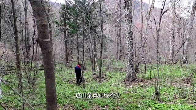 春天的味道|来长白山吃山野菜啦~(山芹菜篇)