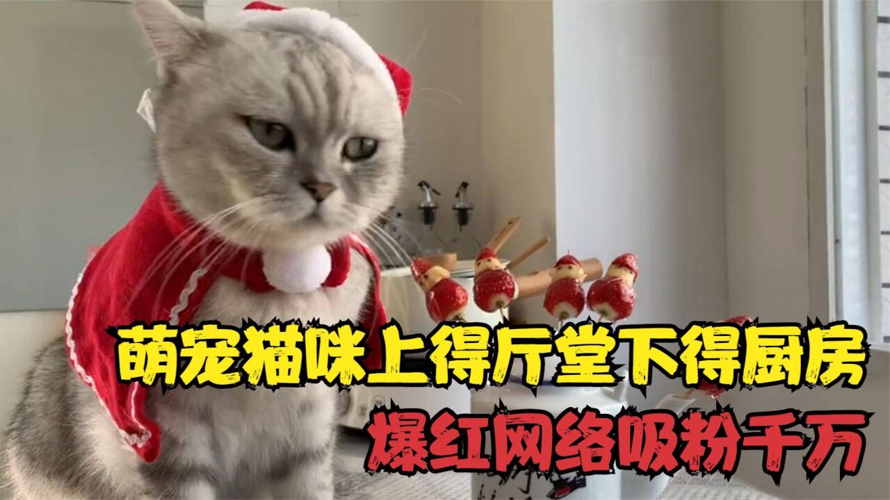 料理猫王:萌宠猫咪上得厅堂下得厨房,爆红网络吸粉千万