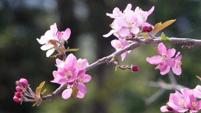 浪漫樱花 (9)